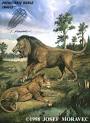 American Lion - Panthera Leo Atrox