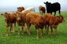 HY2727 : Beef cattle on Eefie - via Daymix
