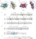 Recognition of <b>FSH</b> by FSHRHB.