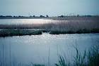 Wetlands delaware bay public domain image picture in gallery Wetlands and - via Daymix