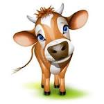 Little Jersey Cow With A Cocked Head And Blue Eyes Royalty Free ...