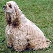 220px-AmericanCockerSpaniel_wb.jpg