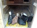 Pigeon Feeding