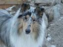Ace - Heatherlyn Lyncryst Taliesyn Ace >> Rough Blue Merle Collie ...
