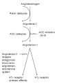 Specific <b>Angiotensin</b>-<b>II</b>
