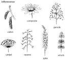 inflorescence: Definition from Answers.