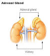 Adrenal Cancer