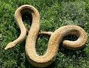 Snakes and More Snakes: Photo of T+ Albino Argentine Boa
