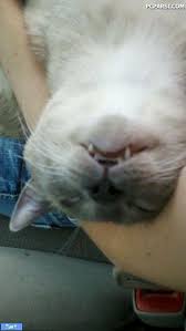 Bildergebnis für ‫سگ واقی وکربه واقی‬‎