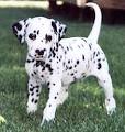 Dalmatian Breeds | Best Dog Breeds - Breeds of dog, popular dogs ...