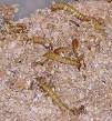 220px-Mealworms_in_plastic_ ...