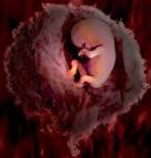 Conception to Birth Temporary Exhibit | n m h m