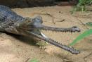 Gharial - Land Reptile - The Gharial - Ground Reptiles
