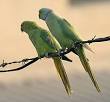 240px-Rose-ringed_Parakeets_( ...