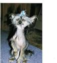 Ugliest Dog Winners