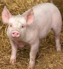 Pig Animal Wildlife