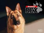 Wallpapers Kommissar Rex - Movies Photo 26519