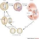 Figure 3 : Genomic imprinting: parental influence on the genome ...