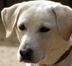 external image images?q=tbn:ANd9GcSxOPOw7otHvHyEVe414RjO9do5d9PKAwECGAwVZOtJfkkE2sBr5qg1CVAD