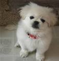PEKINGESE Puppies Breeders PEKINGESEs