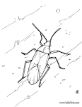 Cockroach coloring page