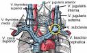 Anterior vena cava | Ask.com Encyclopedia