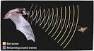 Echolocation | ASU - Ask A Biologist