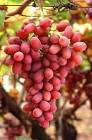 Crimson seedless grapes on the vine public domain image picture