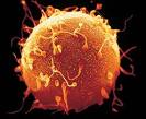 La <b>gametogénesis</b> es el proceso