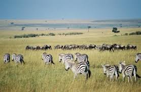 MAASAI MARA