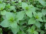File:Starr 070906-8848 <b>Mentha</b>