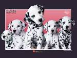 free 102 Dalmatians desktop picture, free 102 Dalmatians desktop ...