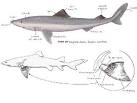 Chondrichthyes