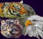 Air Brushing by Sandy - Wild Spirit Creations - Airbrushing in ...