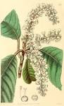 Angiosperm families - <b>Clethraceae</b> Klotzsch.