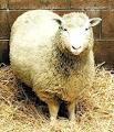 January 3 2002, cloned animals | Hello Dolly