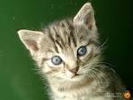Le Chat qui Louche > Fonds d'ecran Chats 