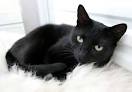 Beautiful Black Cats Photos