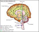 The Cerebellum