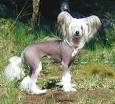Chinese Crested (hairless) Information and Pictures, Chinese Crested (
