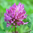Vermont State Flower Red Clover Trifolium pratense
