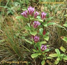 Image result for Gentiana rigescens
