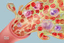 Human Anatomy  Blood   Cells Plasma Circulation and More