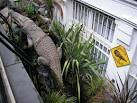 Beware Crocs! Captured crocodile in London! - via Daymix