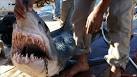 shark attack in egypt
