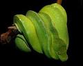 Green Tree Python: The Animal Files