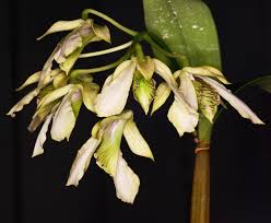 Risultati immagini per Dendrobium  mooreanum