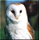 Barn Owls Ardgrain