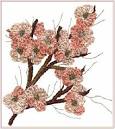 Brazilian Embroidery Learning Kit 6