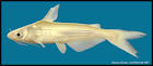 blue catfish Ictalurus furcatus
